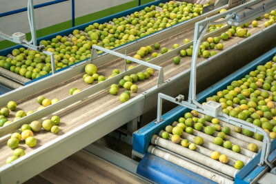 Vegetable Packing Worker